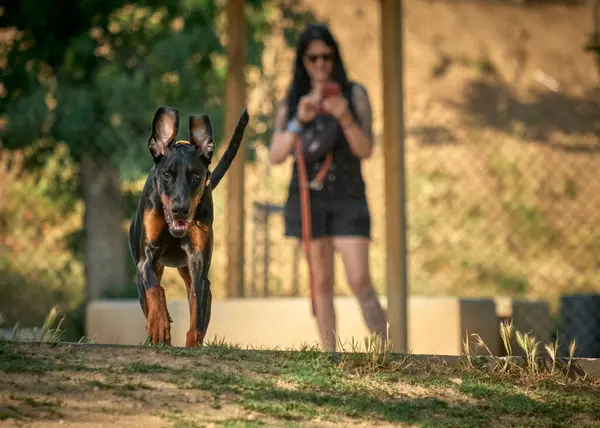 Köpek yetiştiricisi doberman doberman köpek yürüyüşe çıktı.