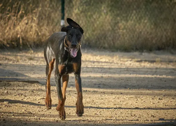 Siyah köpek sokakta koşuyor.