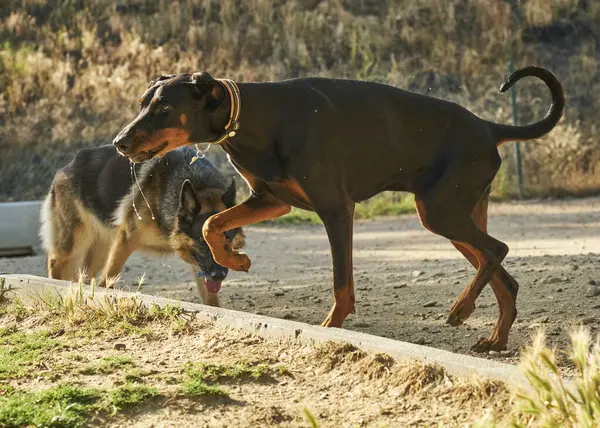Sarı yakalı siyah bir köpek.