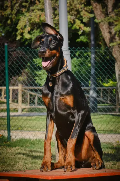 Parkta yürüyen bir köpeğin portresi.