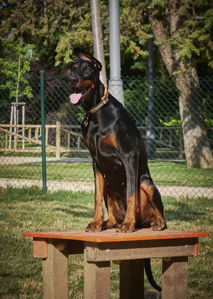 Siyah beyaz bir köpeğin dikey görüntüsü.