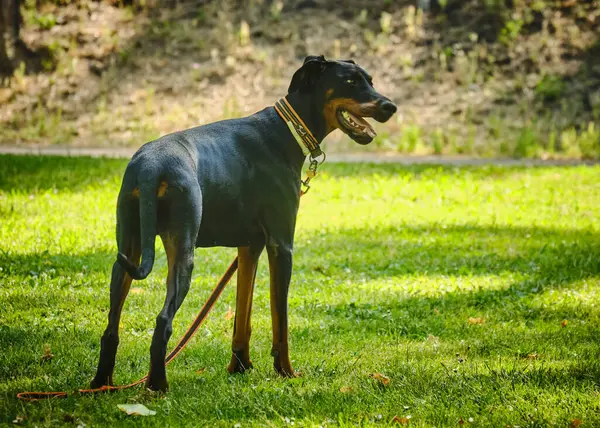 Bir köpeğin portresi.