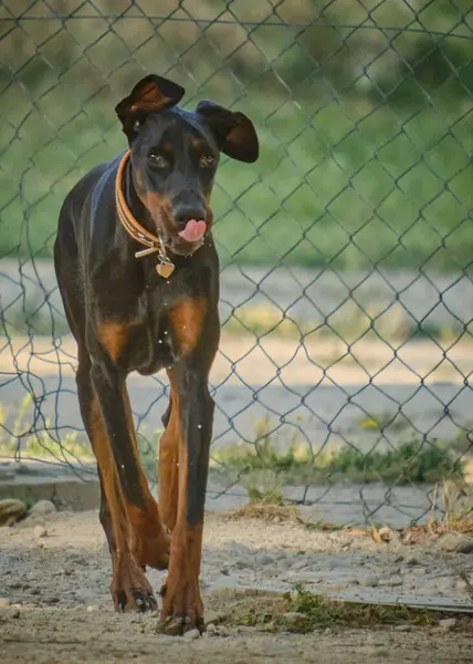 Doberman bir köpeğin portresi.