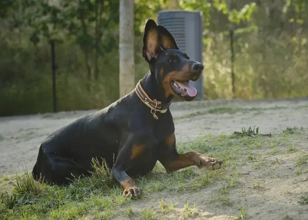 Köpek cinsi Berman köpeği.