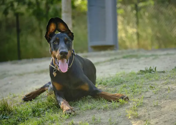 Parktaki sevimli bir köpeğin portresi.