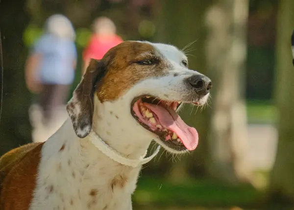 Parktaki köpek ve sahibi.
