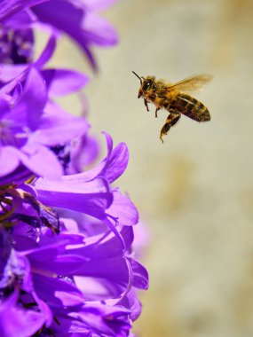 Arı, yazın bahçede mor bir çiçekten polen topluyor..