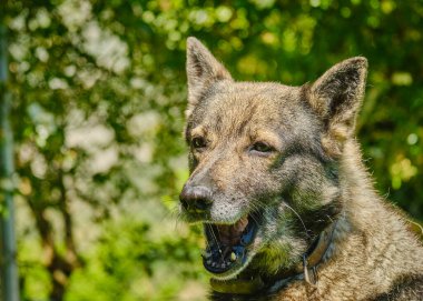 Bahçede Alman çoban köpeği var. Yaklaş.