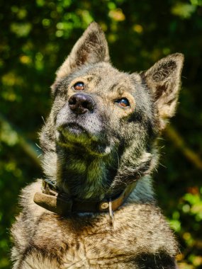 Ormandaki bir köpeğin portresi