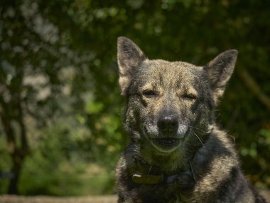 Siyah bir köpeğin portresi.