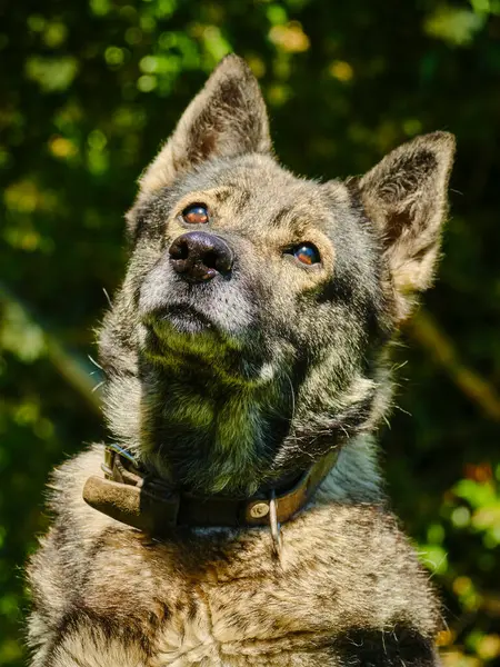 Ormandaki bir köpeğin portresi