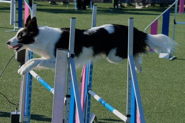 Köpek çeviklik kursunda zıplıyor.