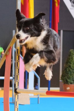 Yarışmada köpek var..