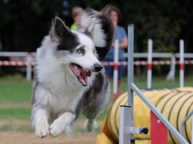 Bir gösteride köpek