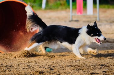 Bir yaz parkında gün batımında kumda koşan Colie Dog 'un portresi..