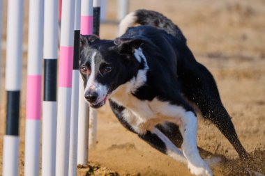 Bir köpek çeviklik yarışmasında koşar ve atlar.