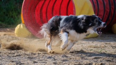 sınır çoban köpeği çeviklik yarışmasında koşuyor.