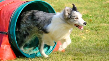 eylem kenar kömür ocağı