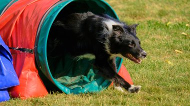 Bir köpek çimenlerde uzanıyor ve köpeği arıyor.