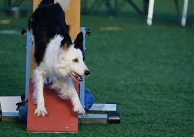 çeviklik üzerine köpek eğitimi