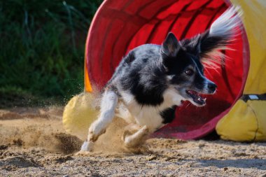 Avustralyalı çoban kumda koşar.