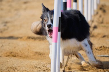 Çeviklik yarışmasında koşan bir köpek