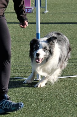 Köpek cinsi çoban köpeği.
