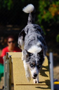 Çeviklik yarışmasında border collie dog