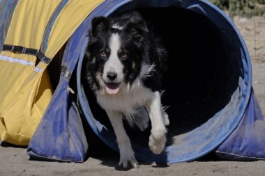 Tünelde çoban köpeği