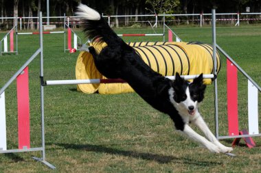 Çeviklikte köpek eğitimi