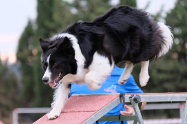 Avustralya çoban köpeği atlama