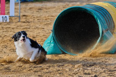 Köpek yarışmasındaki köpek.