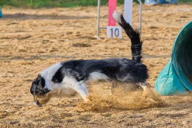 Köpek yarışa giriyor.