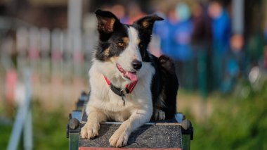 Yarışmada köpek var.