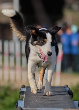 Çeviklikle çalışan sevimli bir çoban köpeği.