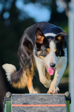 Avustralyalı çoban çeviklik yarışmasına atlıyor