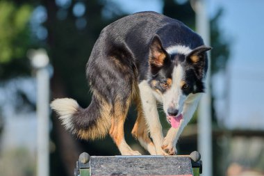 Çeviklikte çeviklikten atlayan çoban köpeği.