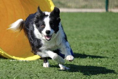 Çeviklik içinde zıplayan sınır çoban köpeği
