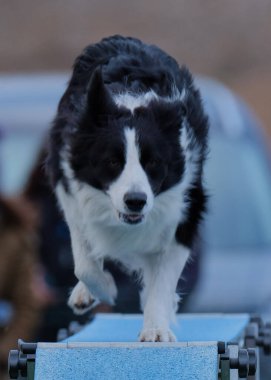 Şehirde köpek var.