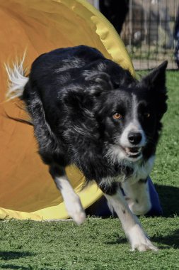 Köpek parkta koşuyor..