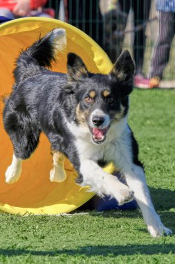 Alman çoban köpeği olarak atlama