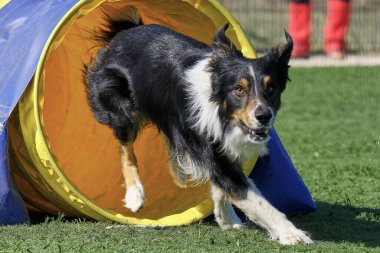 Köpek çevikliğiyle oynuyor.