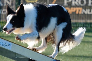 Köpek çevikliğin üzerine atlıyor.