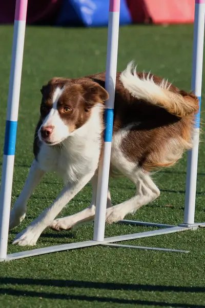 Köpek çevikliği. Havada bir çeviklik var. Bu bir yarışma. Bu bir orta çeviklik yarışmasıydı. Bu bir spor.