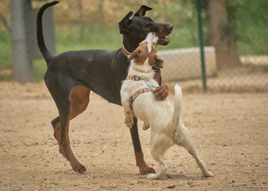 Köpek ve boğa teriyeri parkta birlikte oynuyorlar.