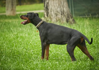 Parktaki siyah köpek. Doberman köpeği.