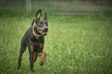 Parktaki köpek. Doberman köpeği.