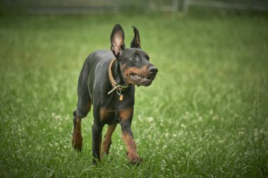 Doberman Berman 'ın parktaki köpek portresi. Doberman köpeği.