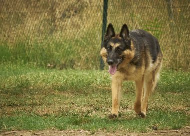 Yazın parkta Alman çoban köpeği