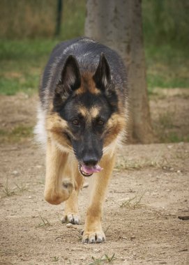 Alman çoban köpeği parkta.